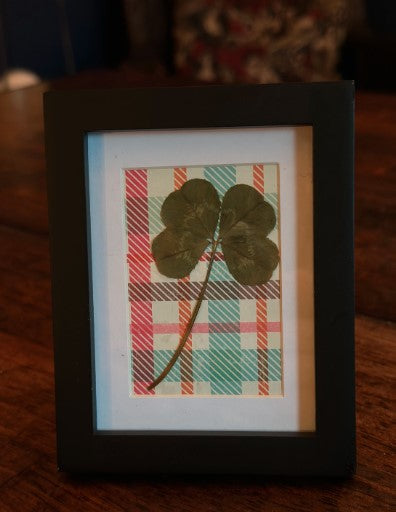 Real Framed Four-Leaf Clover - Get Lucky!