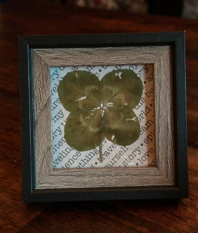 Real Framed Four-Leaf Clover - Get Lucky!