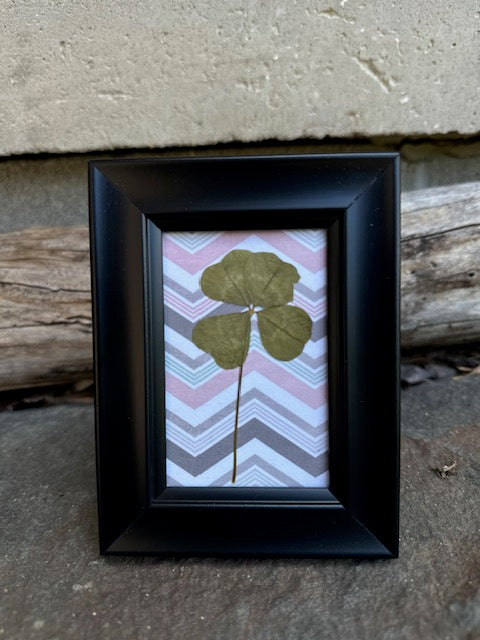 Real Framed Four-Leaf Clover - Get Lucky!