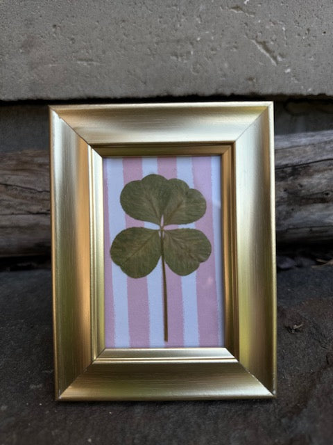 Real Framed Four-Leaf Clover - Get Lucky!