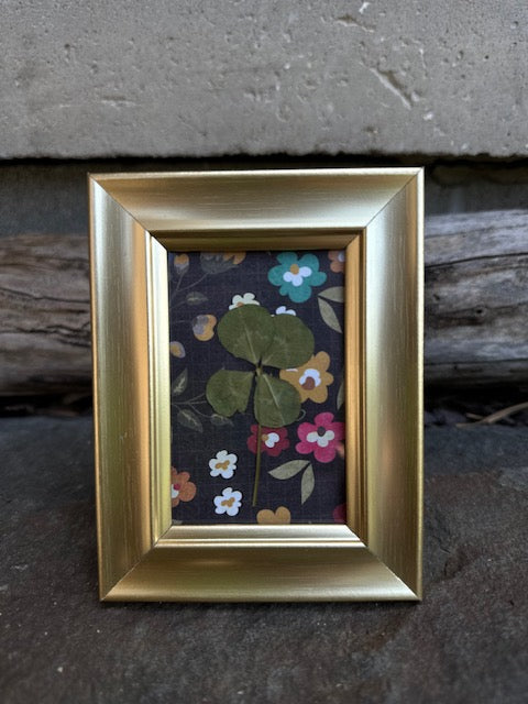 Real Framed Four-Leaf Clover - Get Lucky!